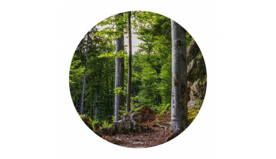Essences de bois